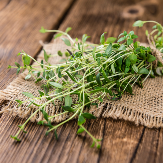 Thyme in Natural Bug Repellent